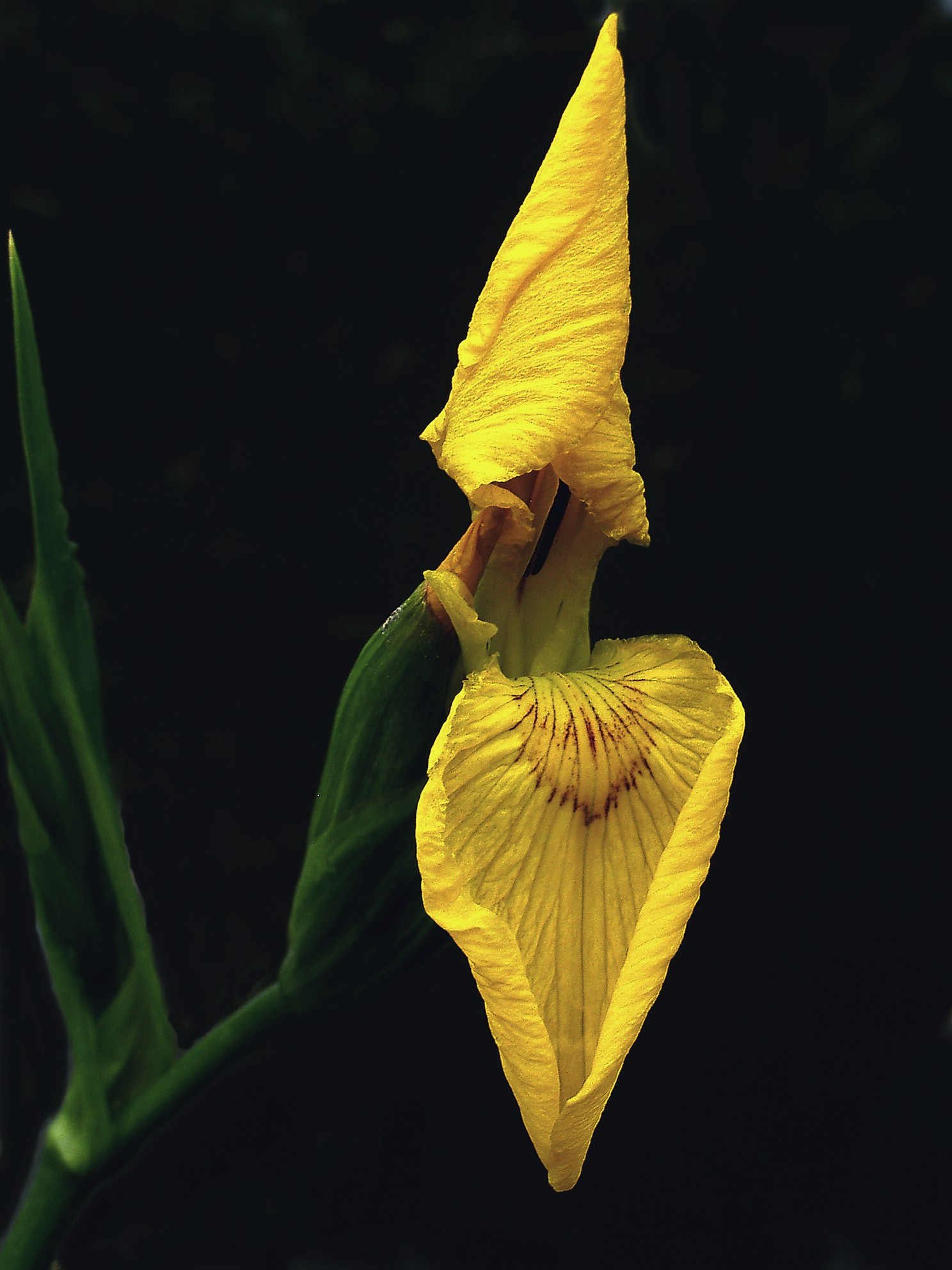 Iris